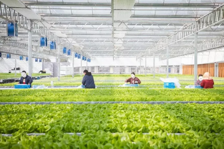 Construcción de acero del almacén de base vegetal